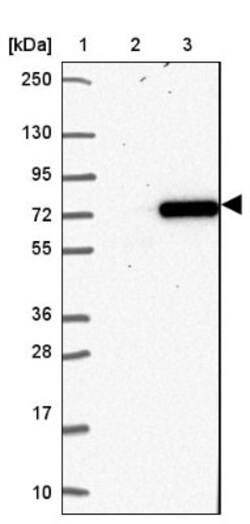 KCTD16 Antibody, Novus Biologicals:Antibodies:Primary Antibodies